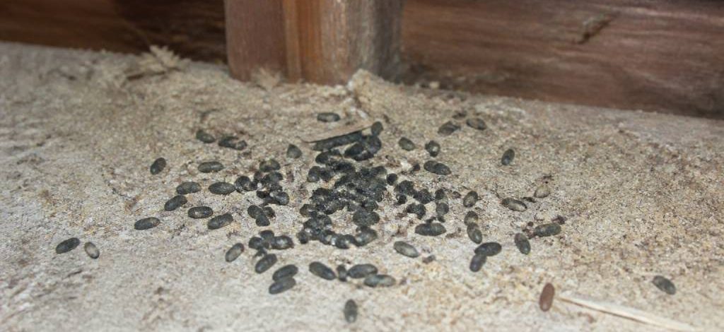Rongeur crotte de loir comment identifier les traces et agir rapidement