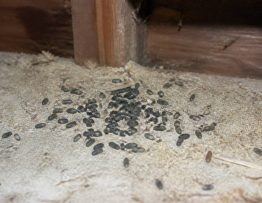 Rongeur crotte de loir comment identifier les traces et agir rapidement