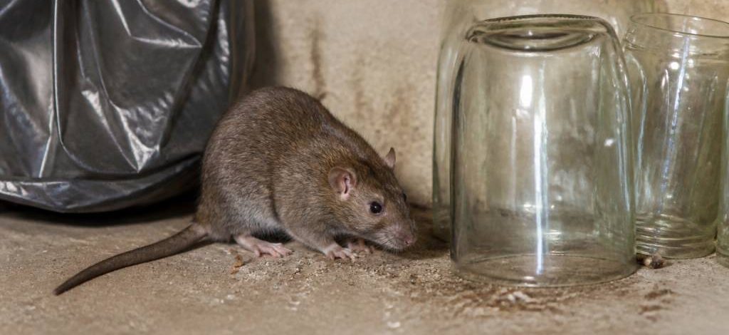 Rat verre pilé : risques pour le rat et solutions de dératisation