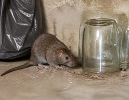 Rat verre pilé : risques pour le rat et solutions de dératisation
