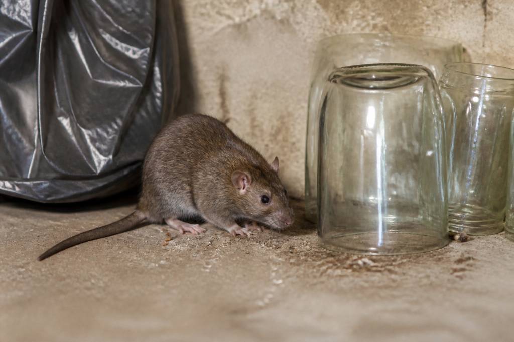 Rat verre pilé : risques pour le rat et solutions de dératisation