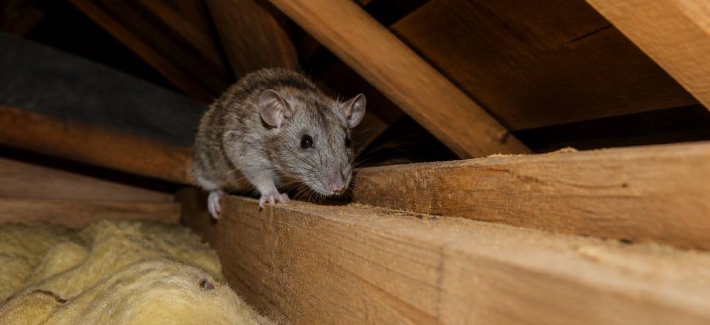 Animal dans les combles : comment identifier et faire intervenir un dératiseur professionnel pour une dératisation rapide