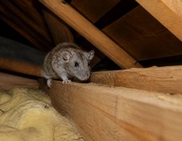 Animal dans les combles : comment identifier et faire intervenir un dératiseur professionnel pour une dératisation rapide
