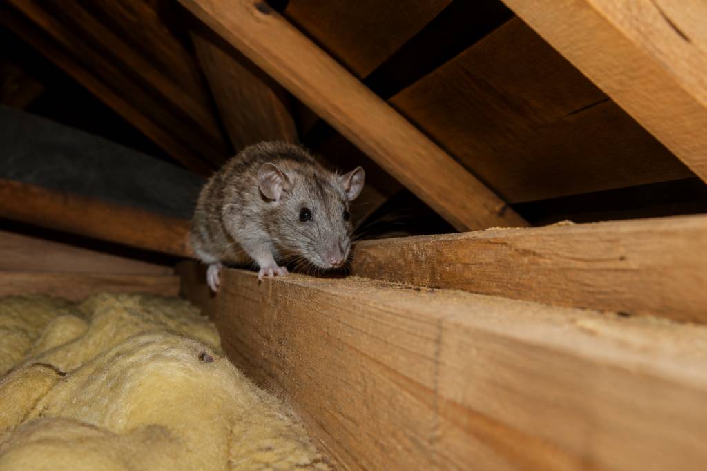Animal dans les combles : comment identifier et faire intervenir un dératiseur professionnel pour une dératisation rapide