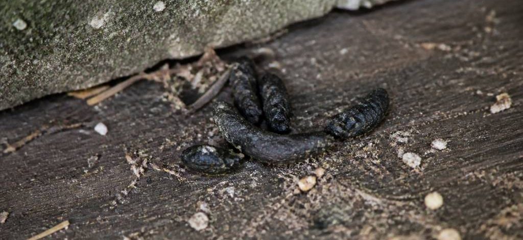 Crottes de fouines : comment les identifier et s’en débarrasser efficacement