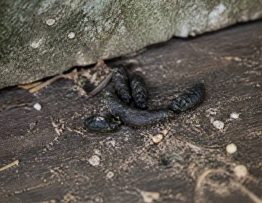 Crottes de fouines : comment les identifier et s’en débarrasser efficacement