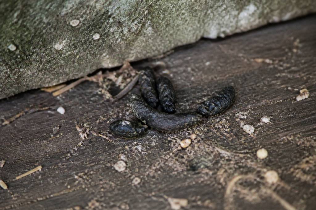 Crottes de fouines : comment les identifier et s’en débarrasser efficacement