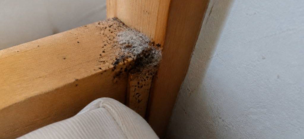 À quoi ressemble un nid de punaises de lit ?