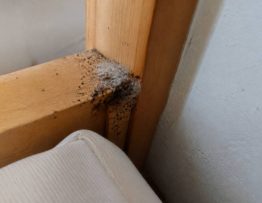 À quoi ressemble un nid de punaises de lit ?