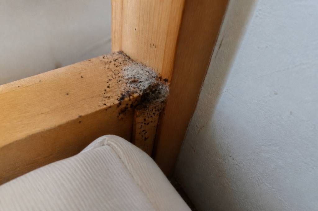 À quoi ressemble un nid de punaises de lit ?