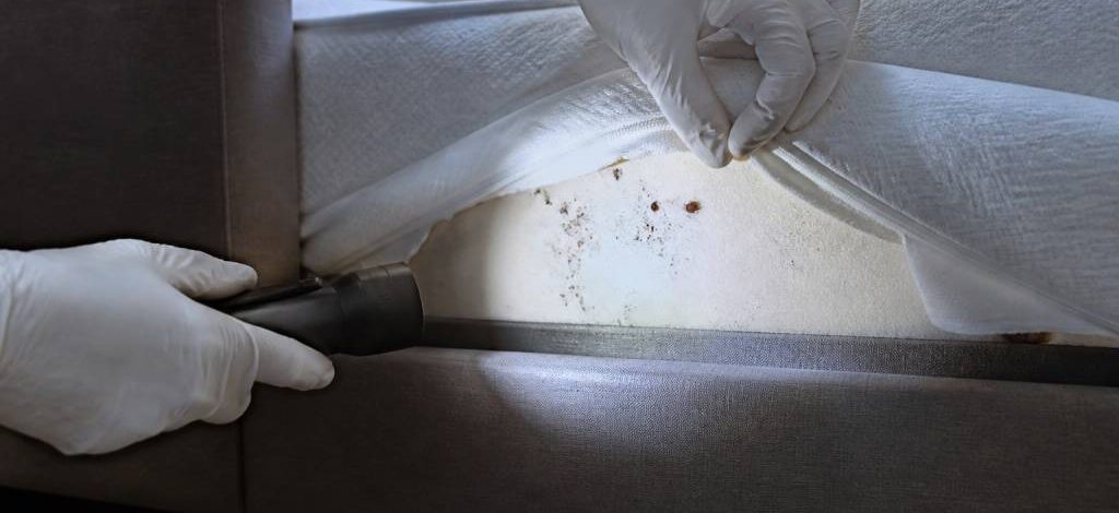 Traitement punaises de lit lyon : comment éliminer durablement les infestations