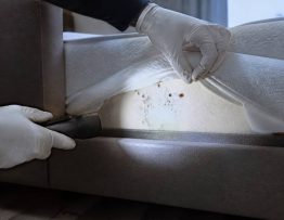Traitement punaises de lit lyon : comment éliminer durablement les infestations