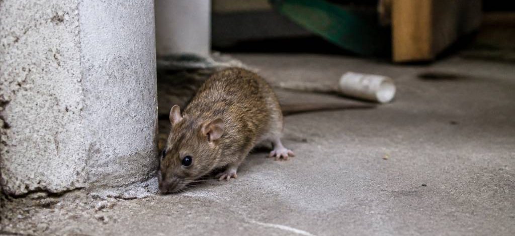 Fieri nuisible : dératisation professionnelle contre rats et souris dans le Rhône, l’Isère et l’Ain