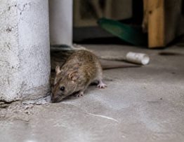 Fieri nuisible : dératisation professionnelle contre rats et souris dans le Rhône, l’Isère et l’Ain