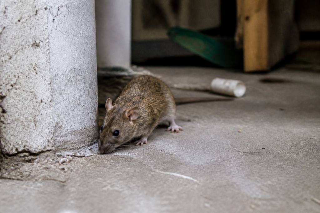 Fieri nuisible : dératisation professionnelle contre rats et souris dans le Rhône, l’Isère et l’Ain