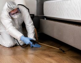 Traitement punaise de lit lyon : solution professionnelle pour éliminer les infestations rapidement