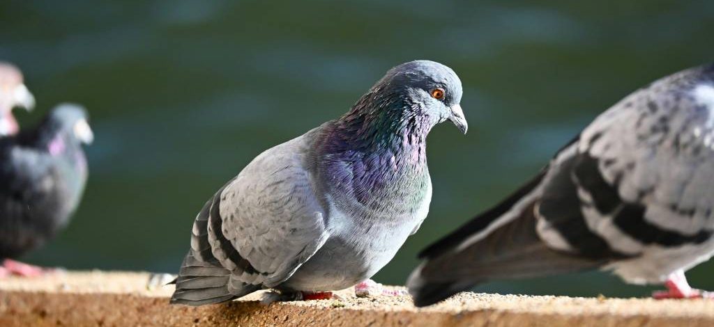 Les méthodes utilisées pour le depigeonnage à lyon