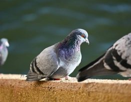 Les méthodes utilisées pour le depigeonnage à lyon