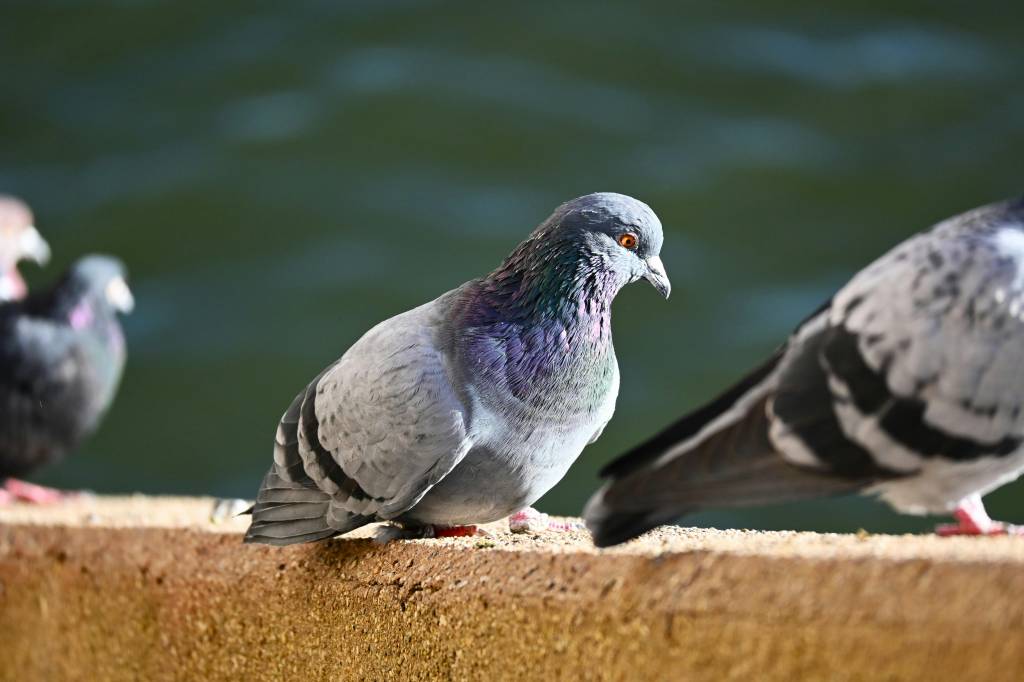 Les méthodes utilisées pour le depigeonnage à lyon