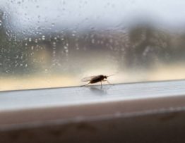 Combien de temps vie un moucheron ?