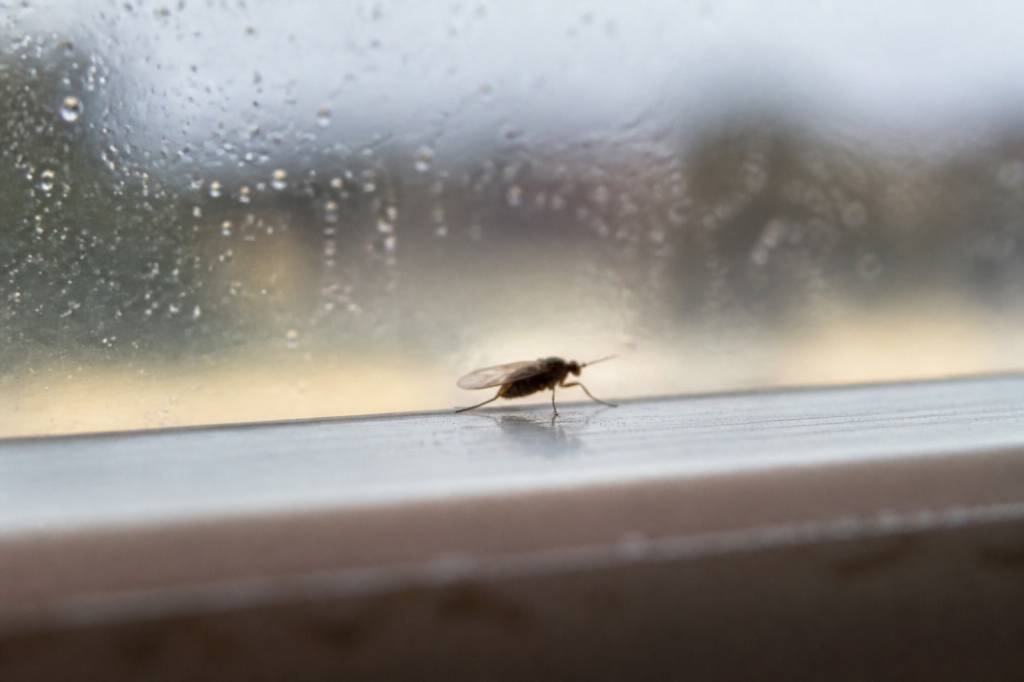 Combien de temps vie un moucheron ?
