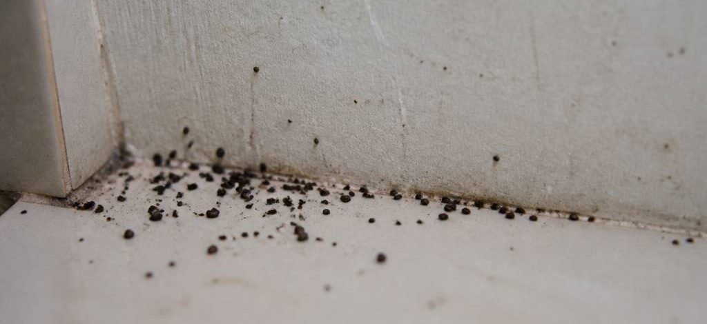 Crottes de cafards : comment les reconnaître et agir vite