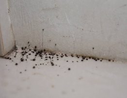 Crottes de cafards : comment les reconnaître et agir vite