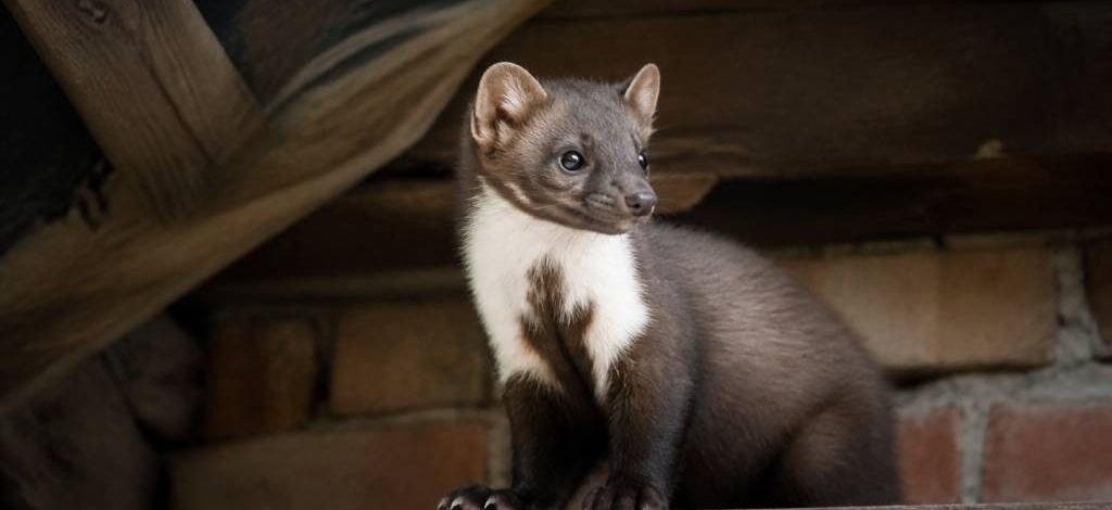 Fouine reproduction : comprendre le cycle de vie et limiter les dégâts
