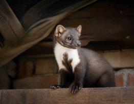 Fouine reproduction : comprendre le cycle de vie et limiter les dégâts
