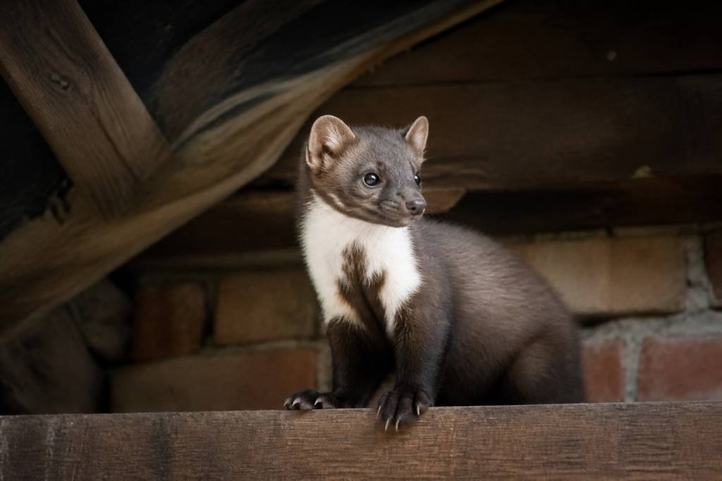 Fouine reproduction : comprendre le cycle de vie et limiter les dégâts
