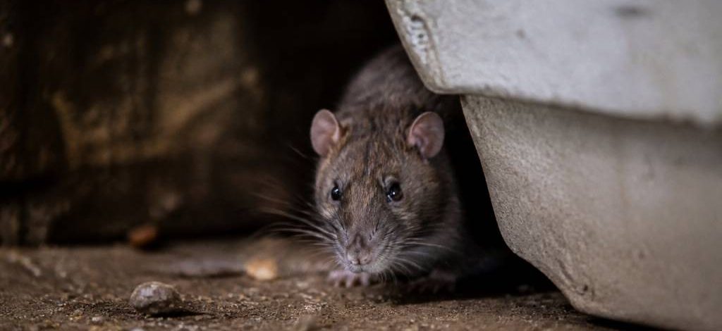 Protection nuisible : dératisation professionnelle contre rats et souris dans le Rhône, l’Isère et l’Ain