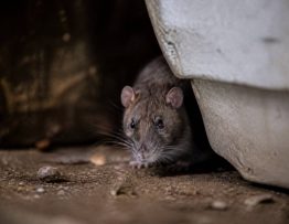 Protection nuisible : dératisation professionnelle contre rats et souris dans le Rhône, l’Isère et l’Ain