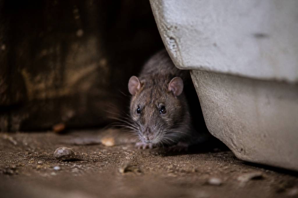 Protection nuisible : dératisation professionnelle contre rats et souris dans le Rhône, l’Isère et l’Ain