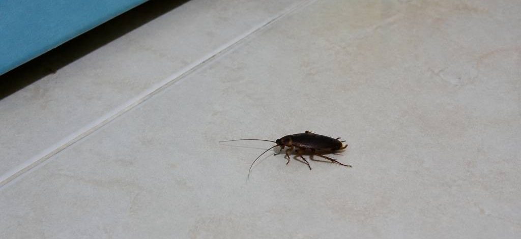 Cafard en guadeloupe : comment s’en débarrasser durablement