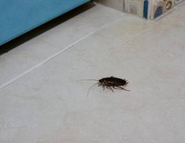 Cafard en guadeloupe : comment s’en débarrasser durablement