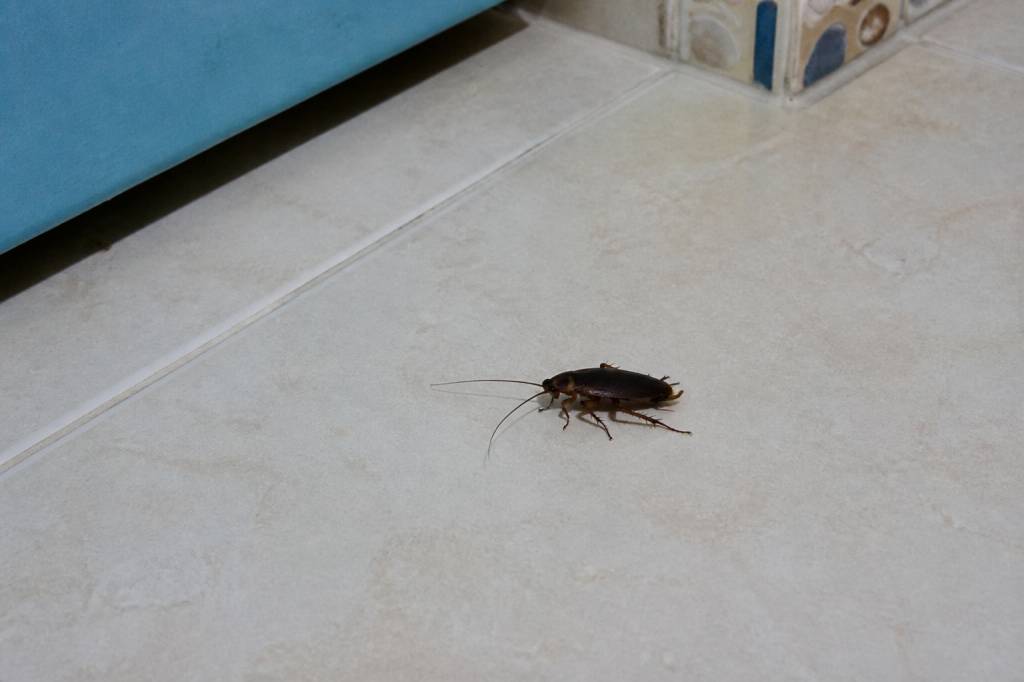 Cafard en guadeloupe : comment s’en débarrasser durablement