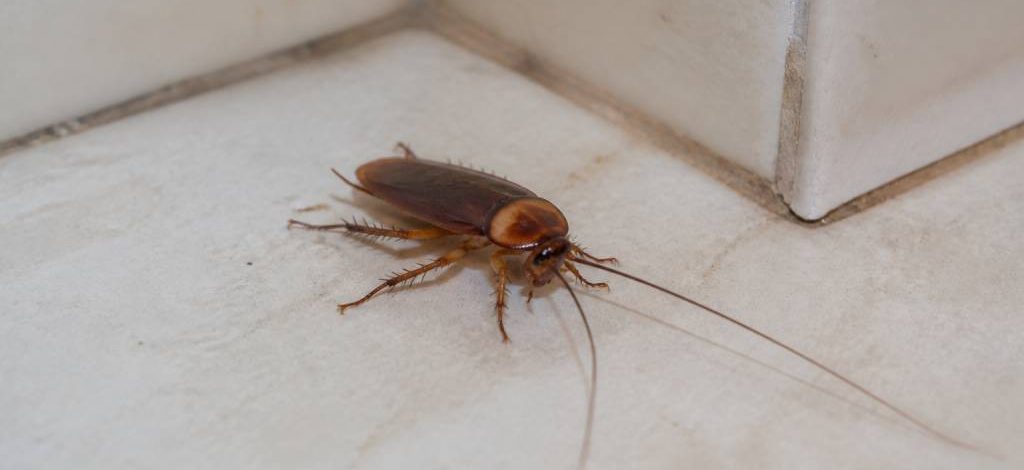 Cafard antilles : comment reconnaître et éliminer une infestation de cafards aux Antilles