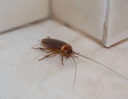 Cafard antilles : comment reconnaître et éliminer une infestation de cafards aux Antilles
