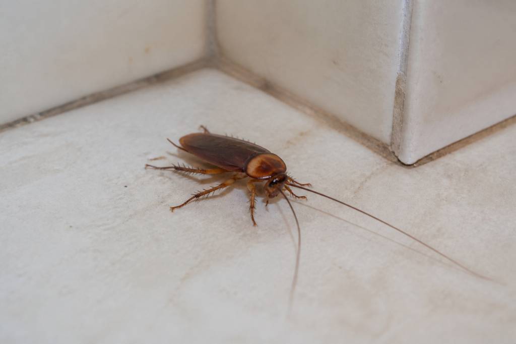 Cafard antilles : comment reconnaître et éliminer une infestation de cafards aux Antilles