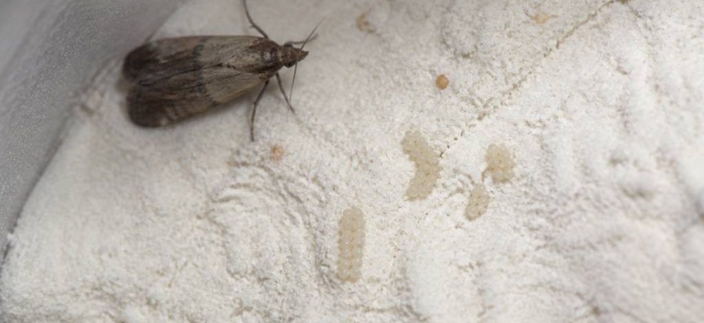À quoi ressemble les oeufs de mites alimentaires