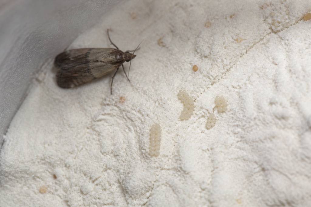 À quoi ressemble les oeufs de mites alimentaires