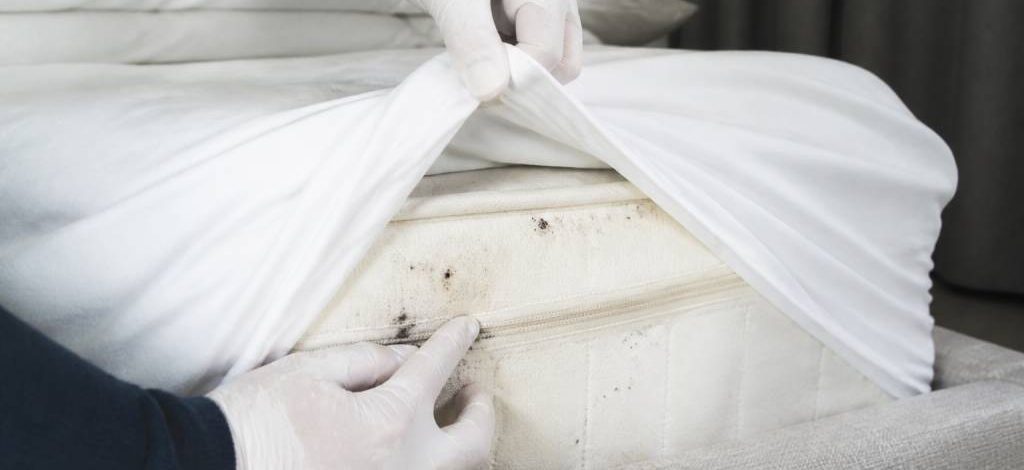 Punaise de lit draps : comment repérer et traiter une infestation rapidement