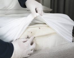 Punaise de lit draps : comment repérer et traiter une infestation rapidement