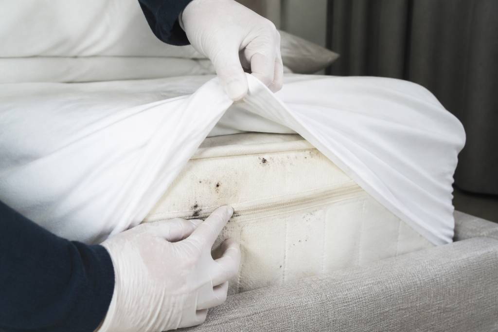 Punaise de lit draps : comment repérer et traiter une infestation rapidement