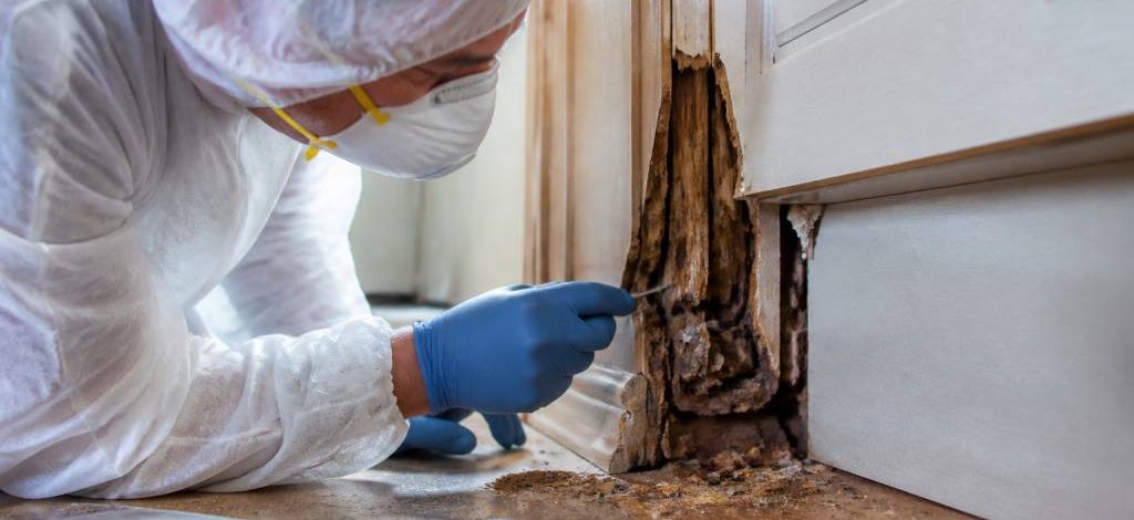 Termites lyon : dératisation et protection de votre entreprise par un professionnel spécialiste