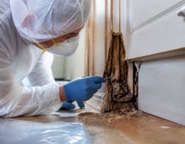 Termites lyon : dératisation et protection de votre entreprise par un professionnel spécialiste