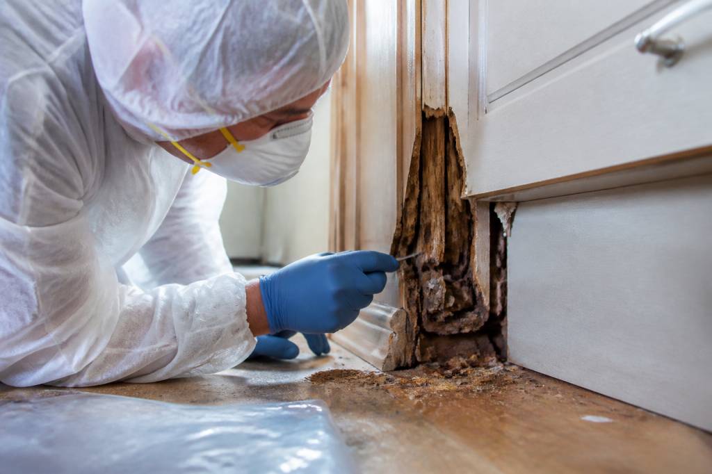 Termites lyon : dératisation et protection de votre entreprise par un professionnel spécialiste