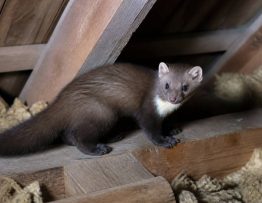 Martre ou fouine dans le grenier : comment les reconnaître et s’en débarrasser