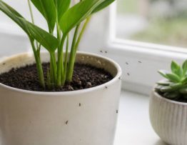 Astuces moucherons pour les éliminer durablement à la maison