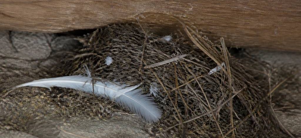 Acariens d'oiseaux : comment les reconnaître et s'en débarrasser